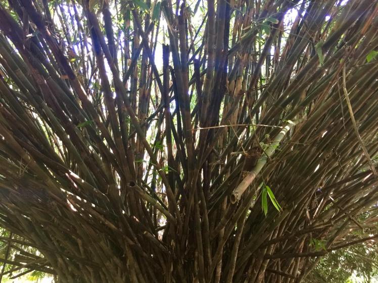 14556795_10154384216740590_2699987840479965006_o