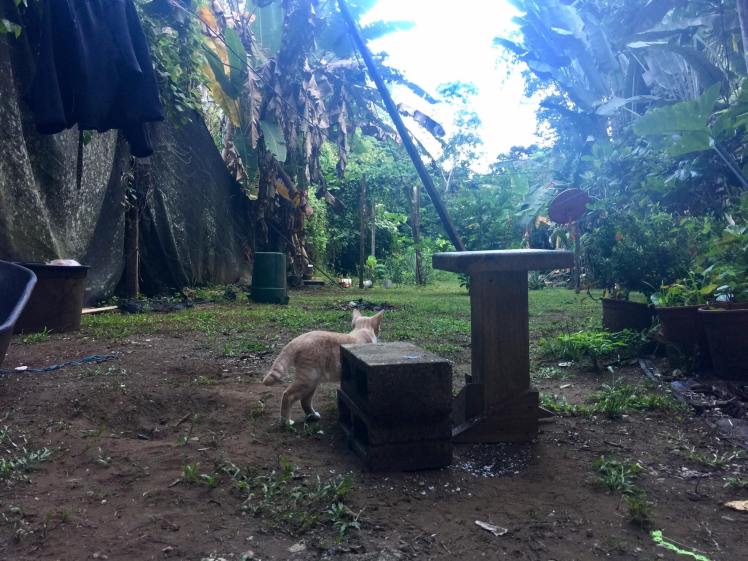 14590139_10154397946295590_8995923907578972023_o