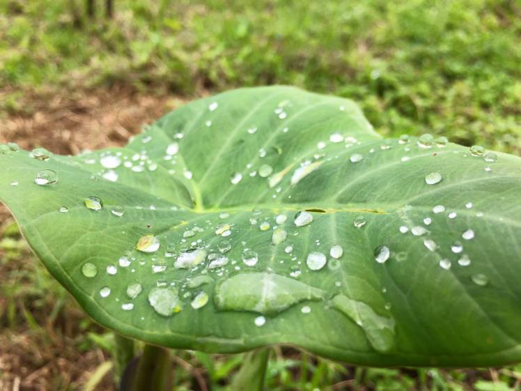 14711597_10154437680030590_5481241868098998430_o